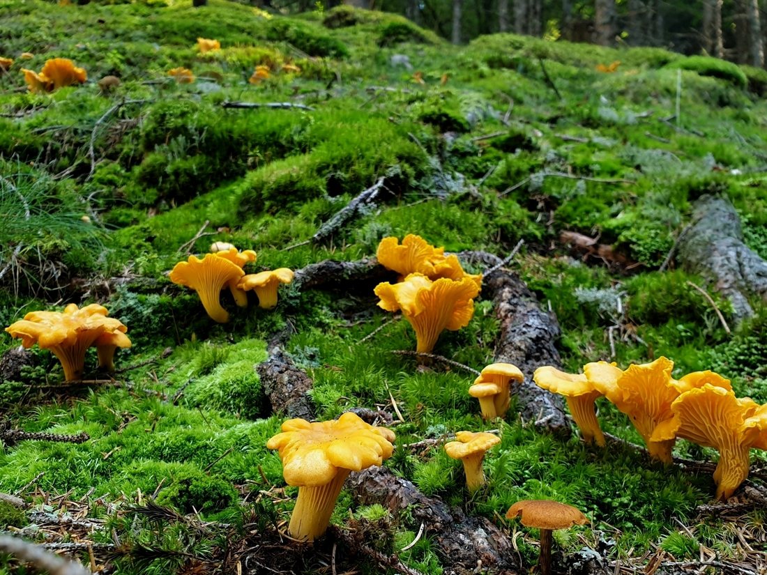 A scatter of golden chanterelles growing through green moss on a forest floor