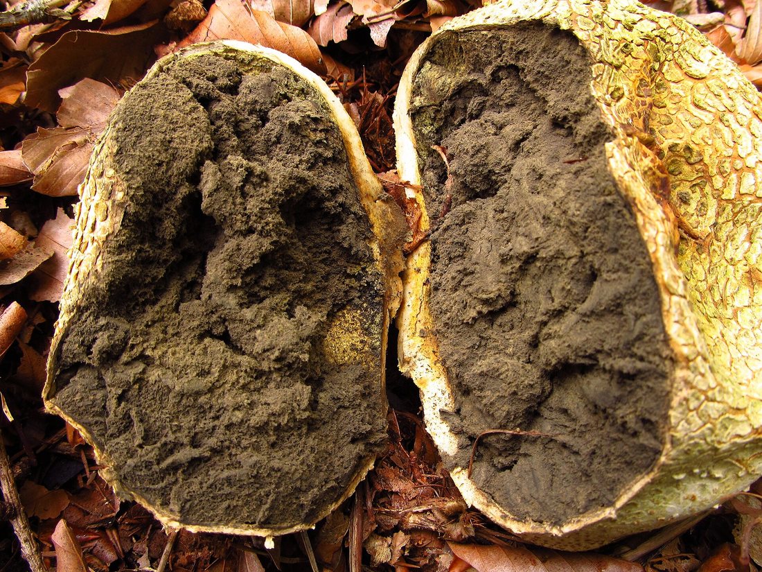 An earthball cut in half, showing a thick rind and a dark, grey-black interior