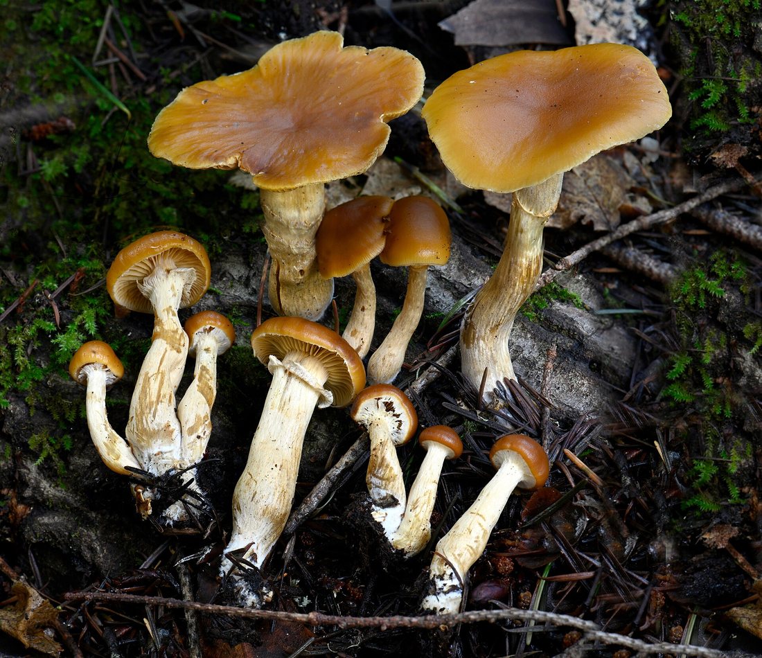 A cluster of small tawny-brown Galerina marginata mushrooms growing from rotting wood