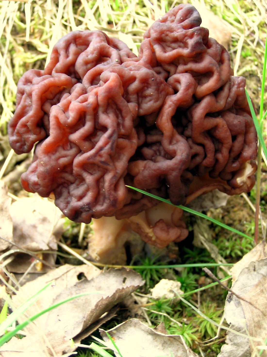A reddish-brown false morel with a lobed, brain-like cap