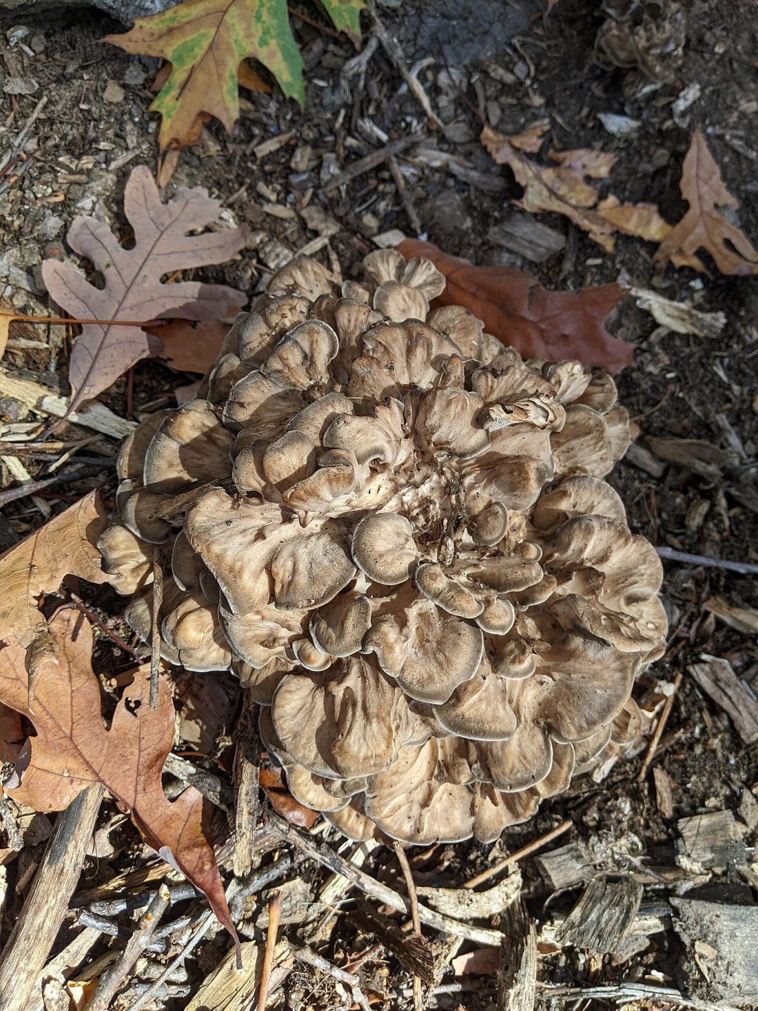 A large grey-brown frilled cluster of hen of the woods at the base of a tree among oak leaves