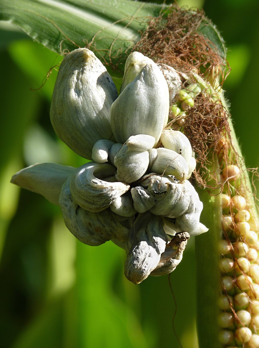 Swollen silvery-grey galls of huitlacoche bursting from an ear of corn