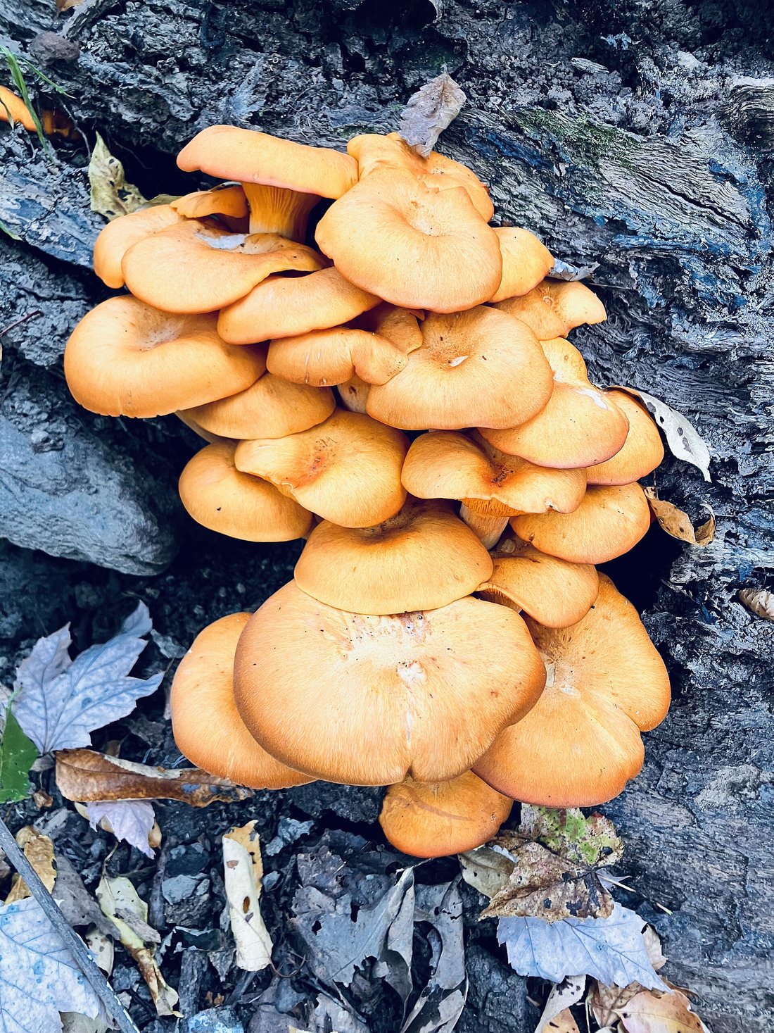 A dense cluster of bright orange jack-o'-lantern mushrooms growing on wood