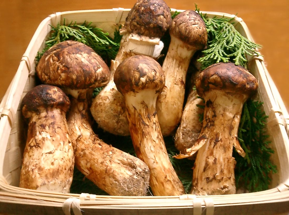 Several thick-stemmed brown matsutake mushrooms in a woven basket lined with pine sprigs