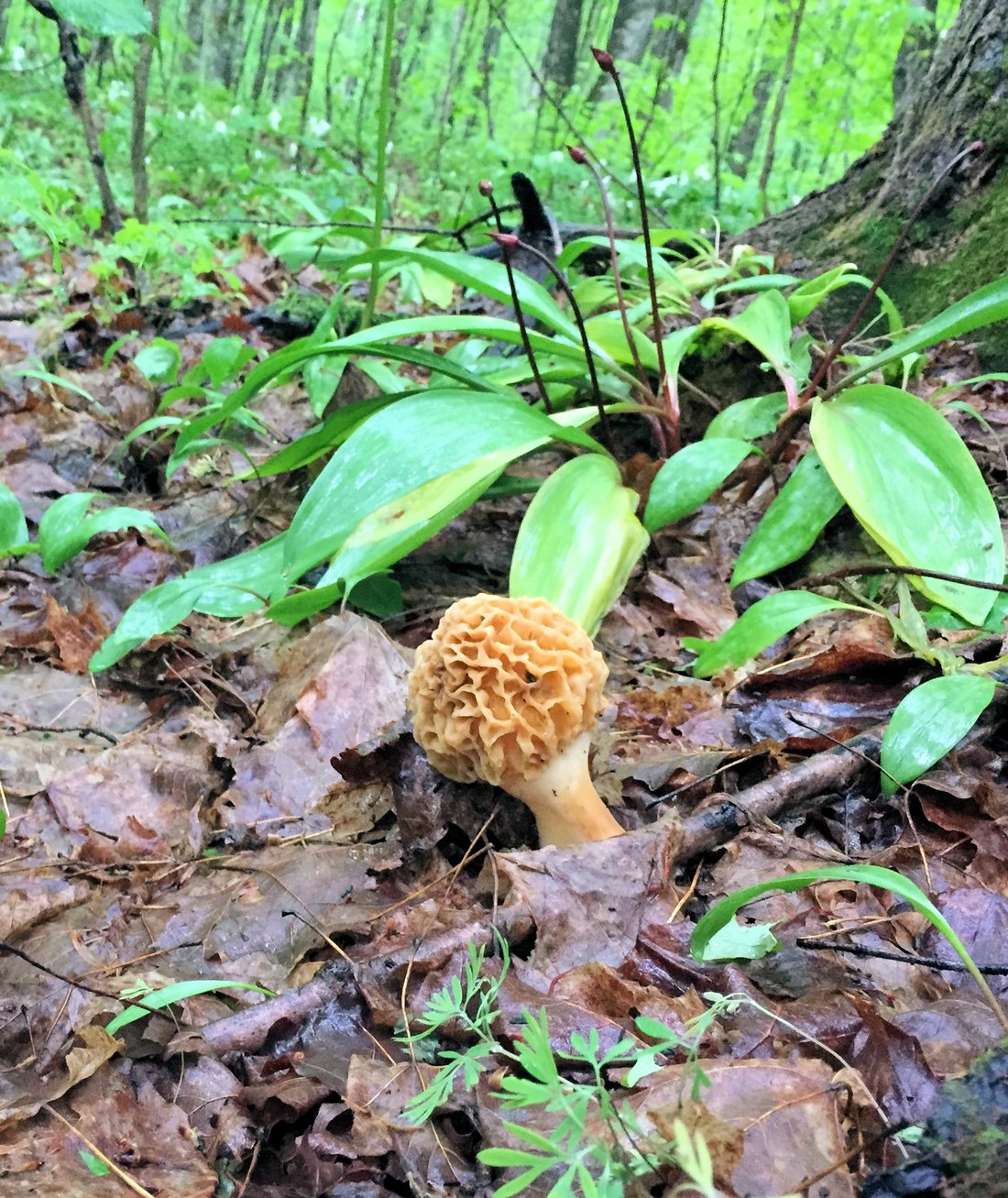 A single yellow morel growing among wet leaves and green shoots on a forest floor