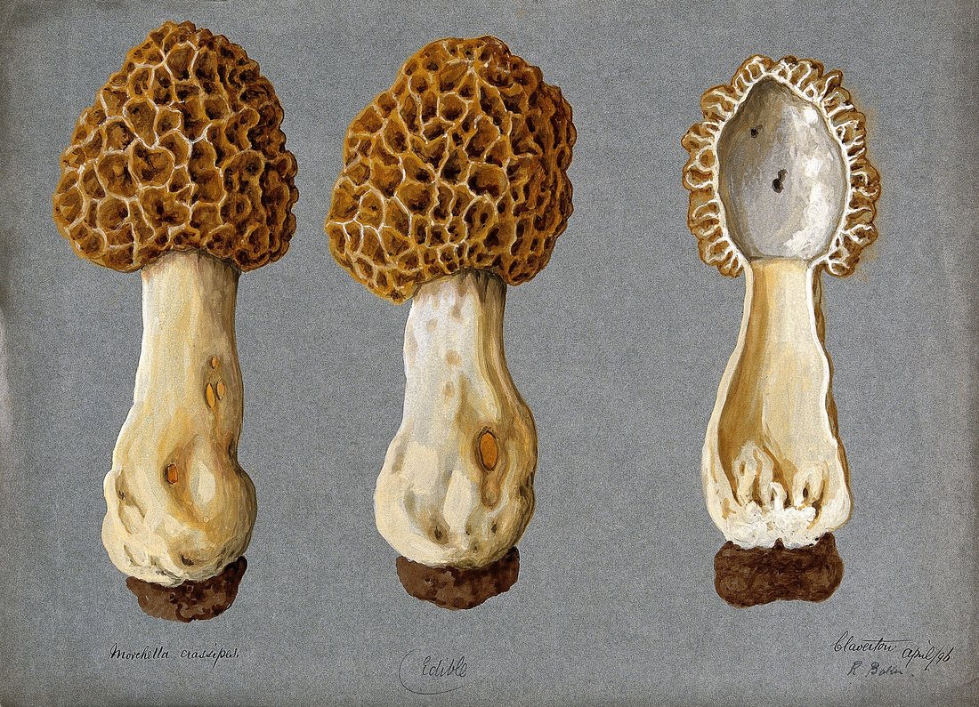 A botanical watercolour of three morels, the one on the right cut lengthwise to show a single hollow chamber from cap to stem base