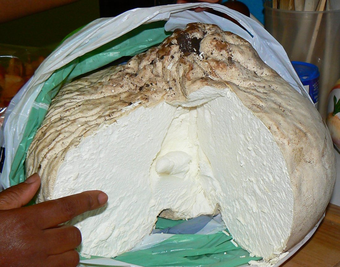 A giant puffball cut open by hand, showing thick, solid white flesh