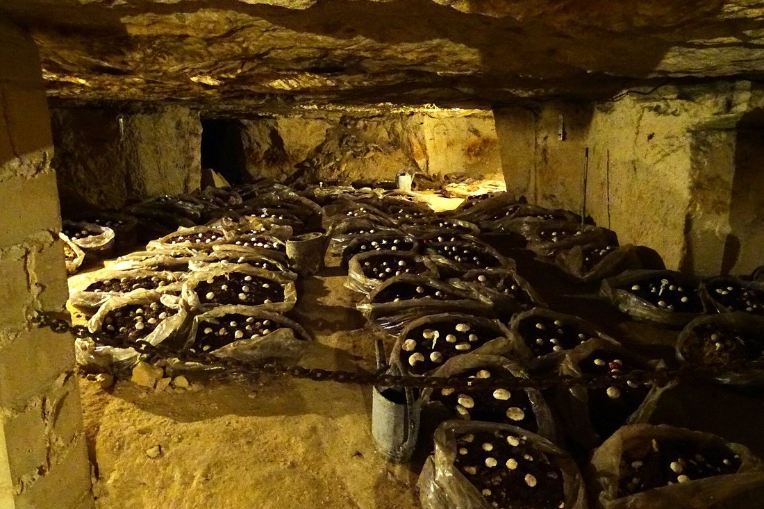 Rows of mushroom beds in bags under the low stone ceiling of an old quarry in France