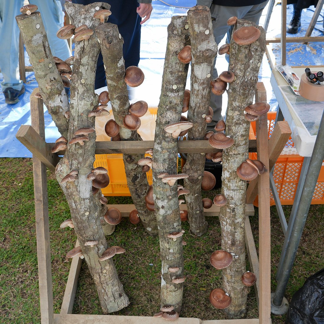 Shiitake mushrooms fruiting from oak logs stacked upright in a wooden frame