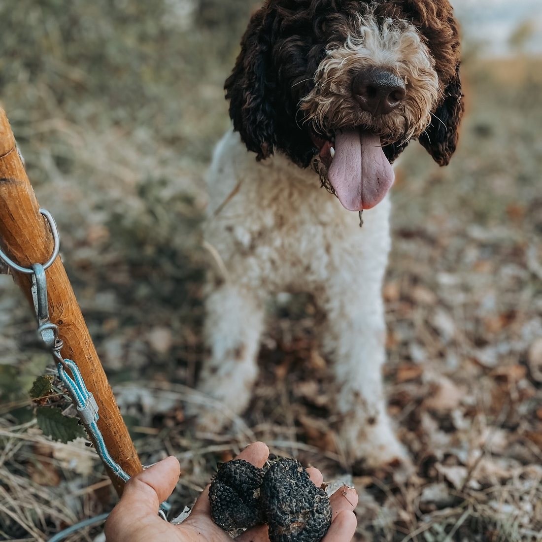A curly-coated Lagotto Romagnolo truffle dog beside a hand holding black truffles
