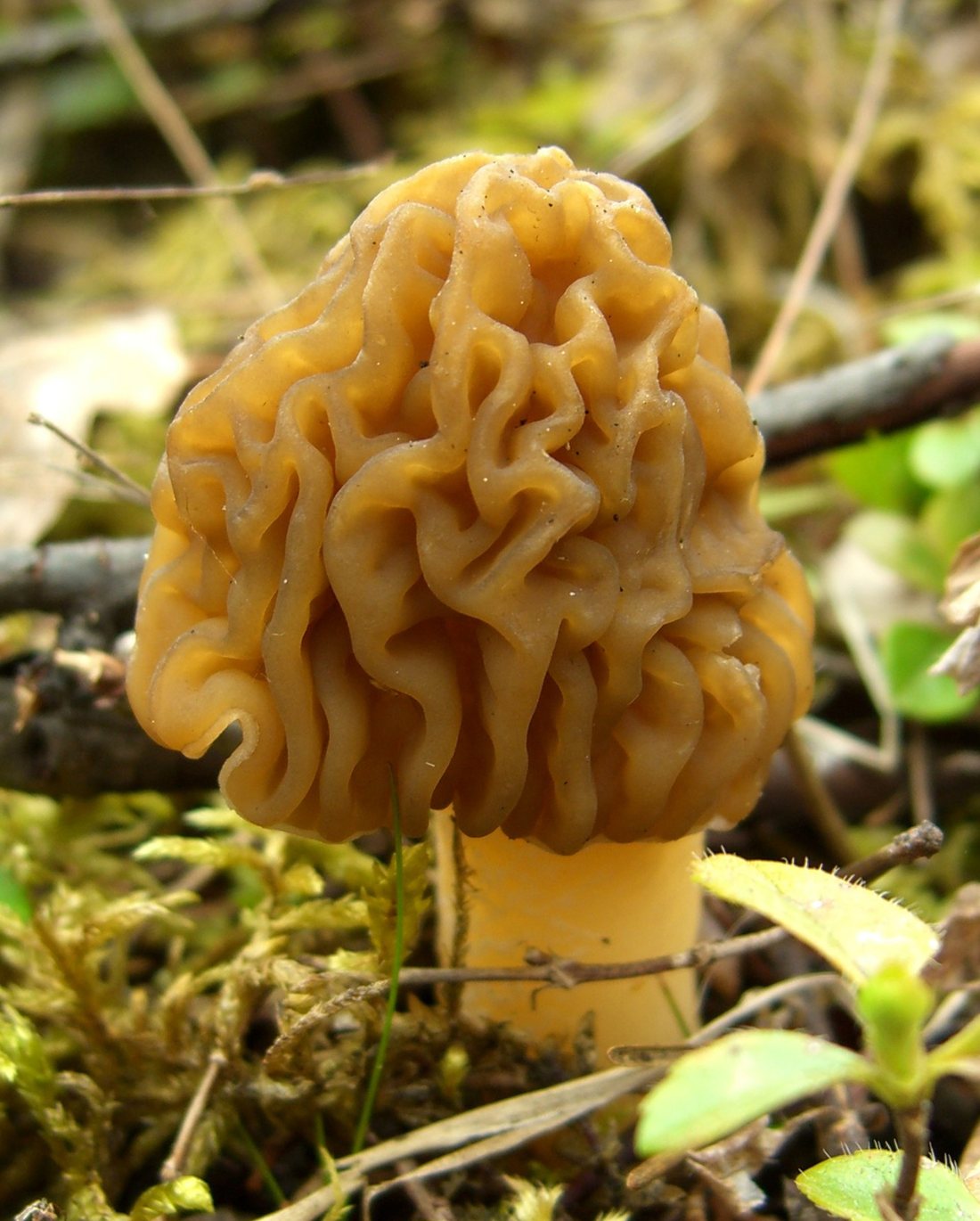 A Verpa bohemica with a wrinkled, pale brown cap sitting on top of a tall stem