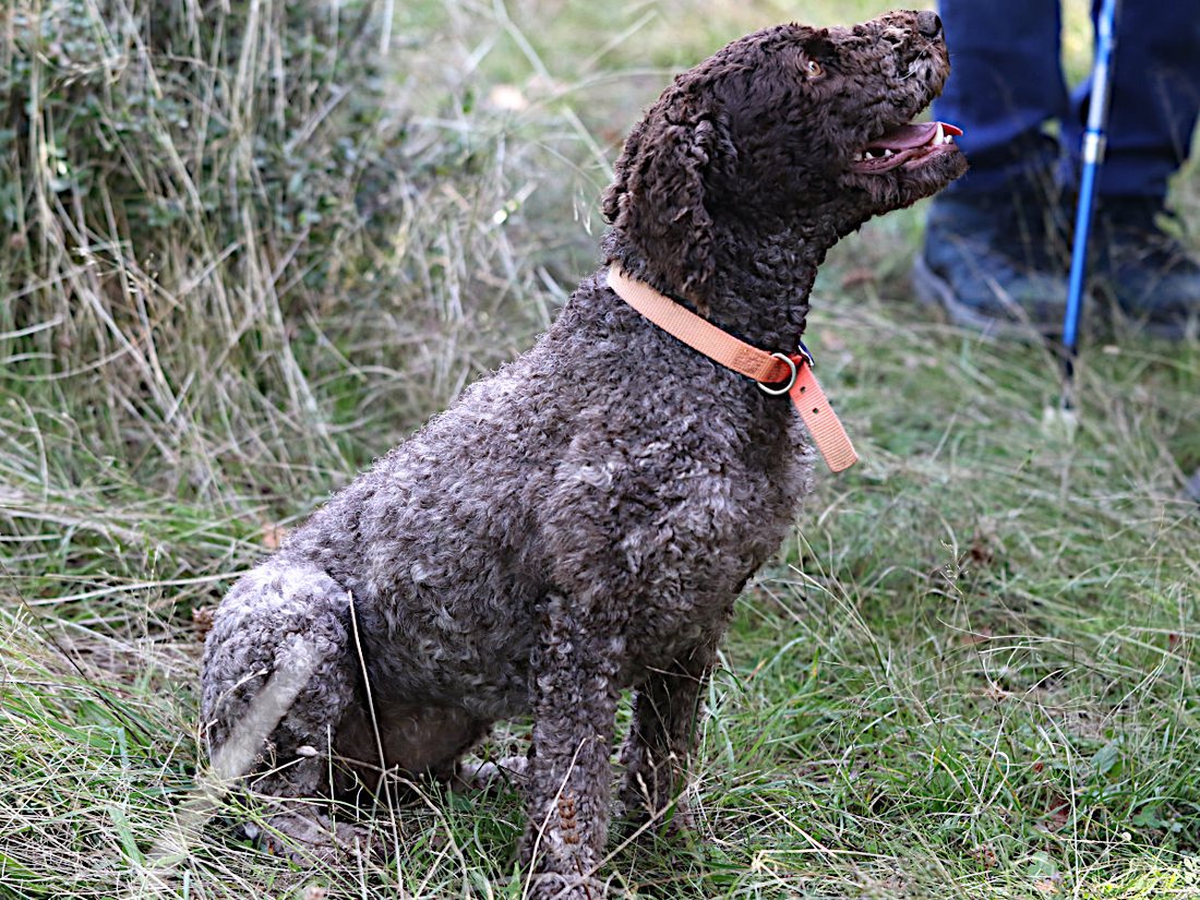 A curly brown Lagotto Romagnolo truffle dog sitting alert in grass beside its handler