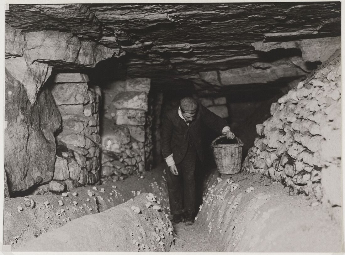 An old black-and-white photograph of a man carrying a basket through a low tunnel in a stone quarry used for growing mushrooms