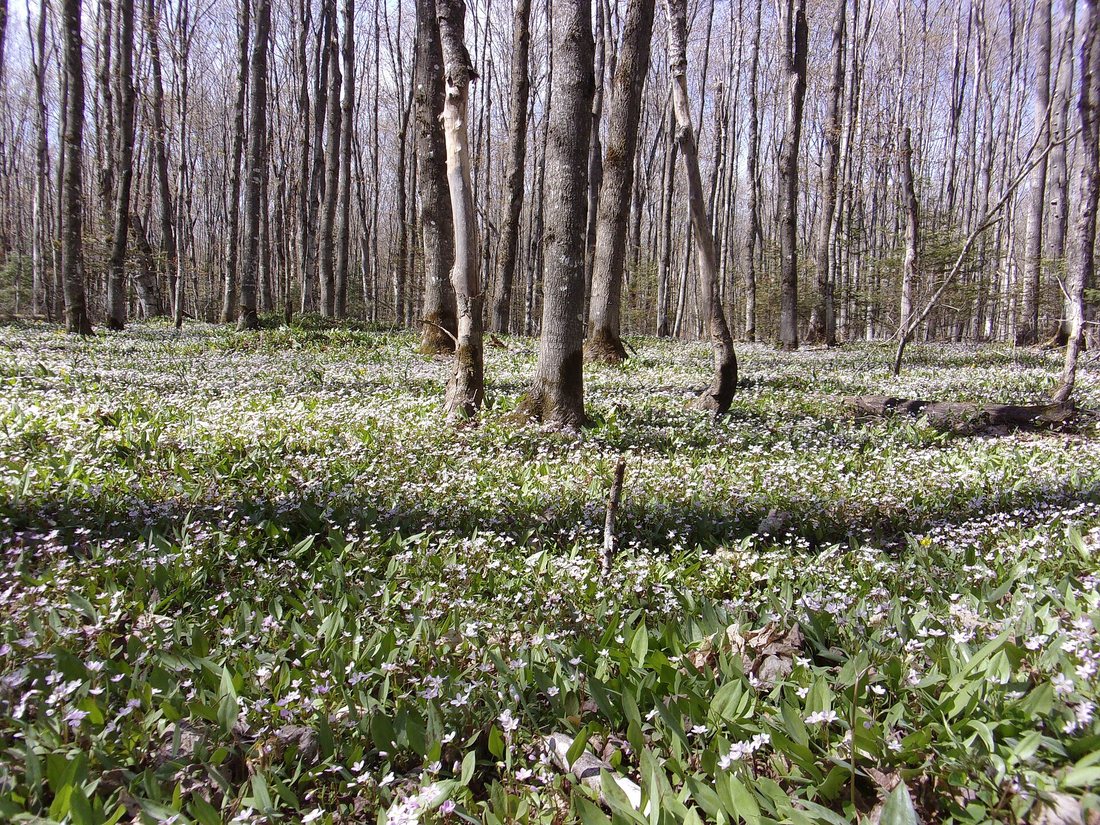 A leafless spring hardwood forest in Michigan with the floor carpeted in small white spring beauty flowers