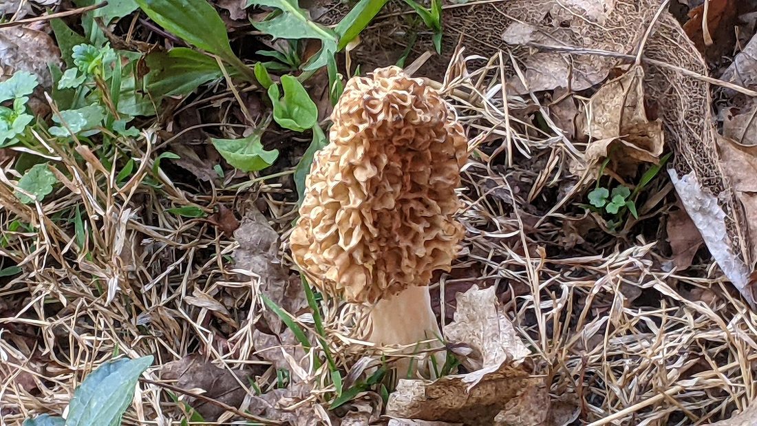 A tan, deeply pitted morel growing among dry grass and leaves