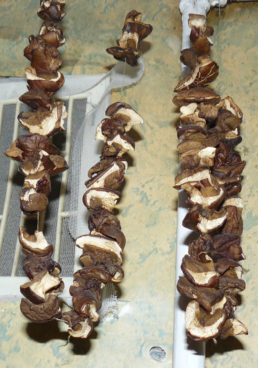 Strings of sliced mushrooms hung up to dry