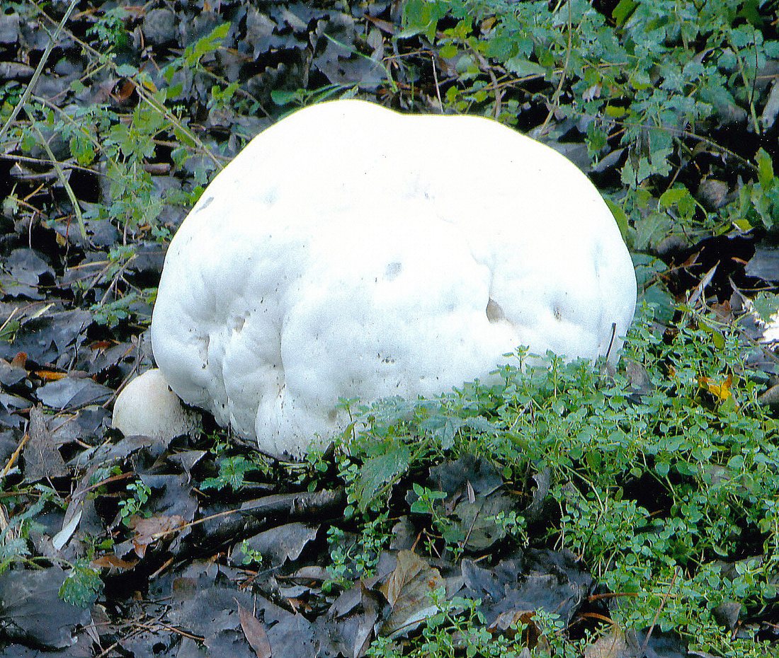 A huge white giant puffball sitting among ivy and leaves