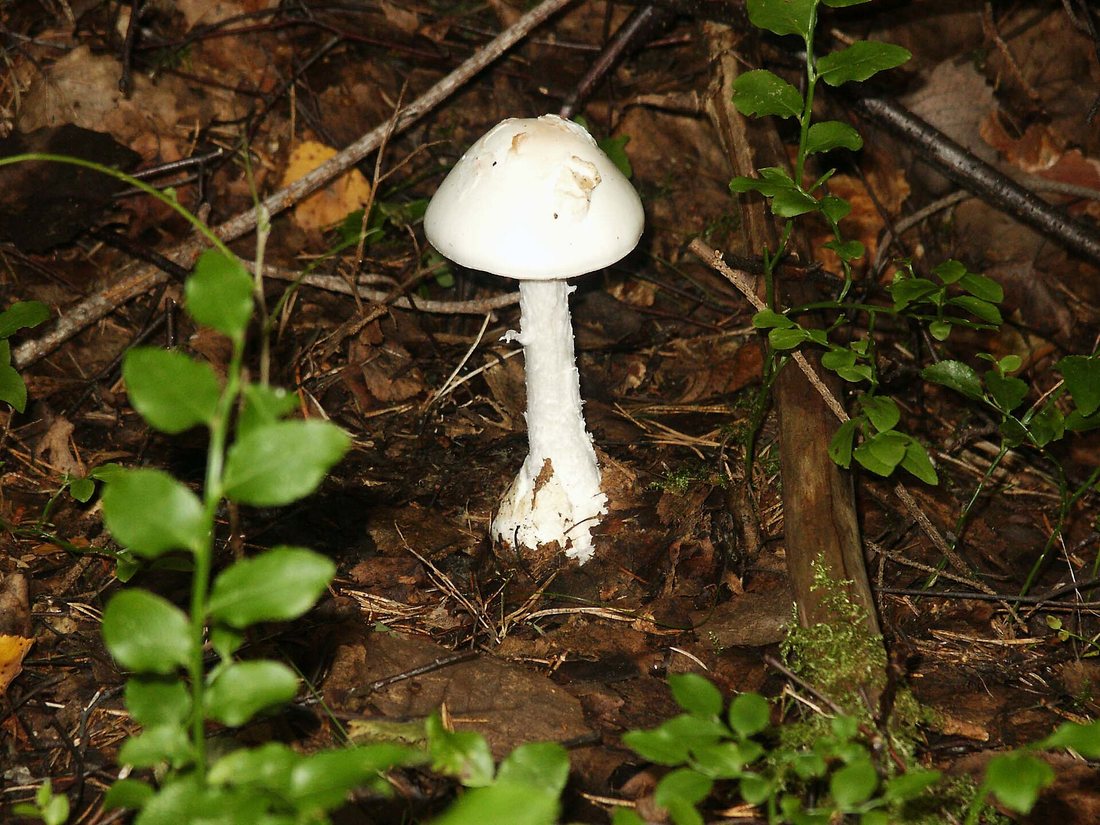 A pure white destroying angel standing among leaf litter on a forest floor