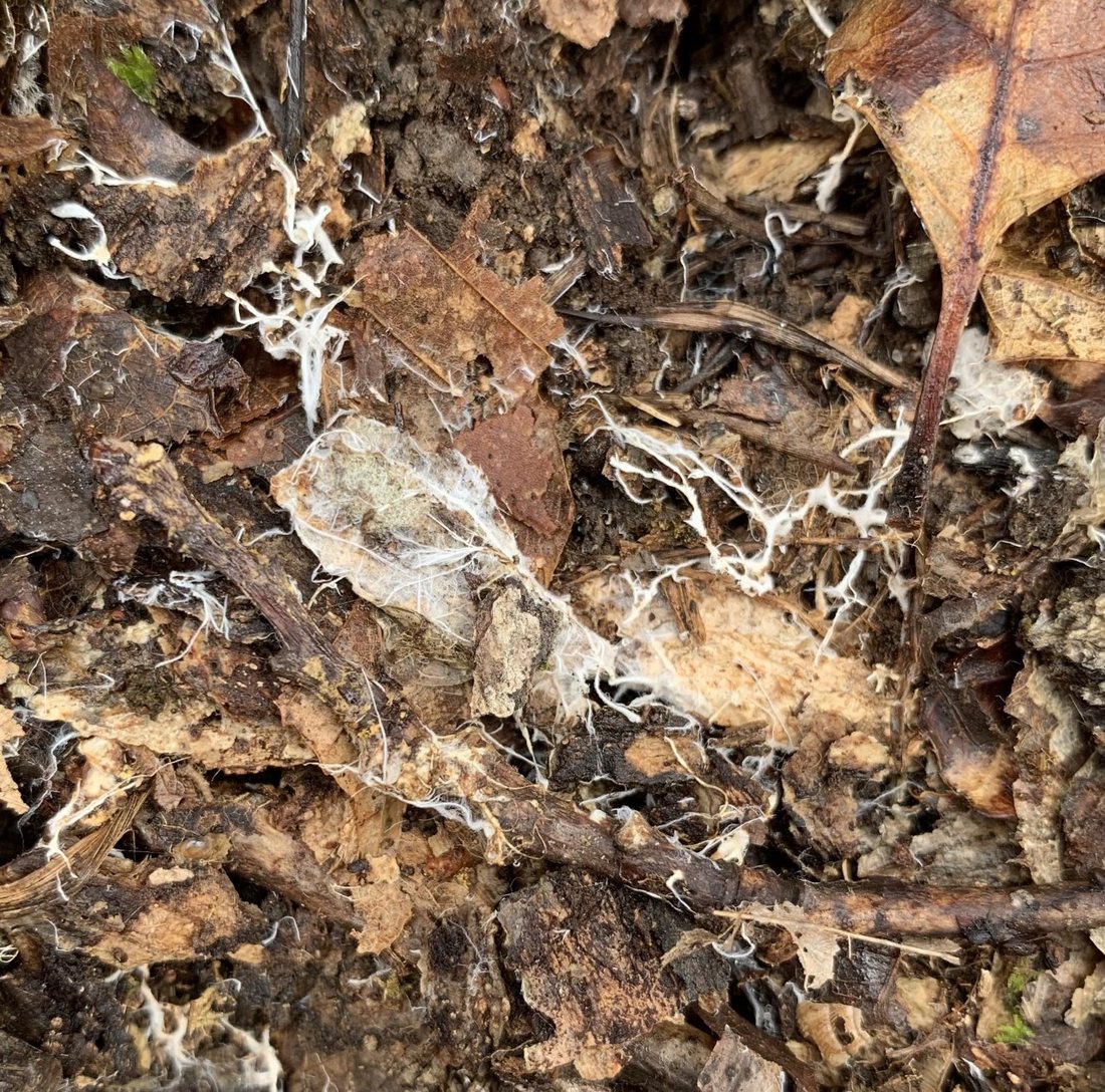 White threads of fungal mycelium spreading through leaf litter on a forest floor