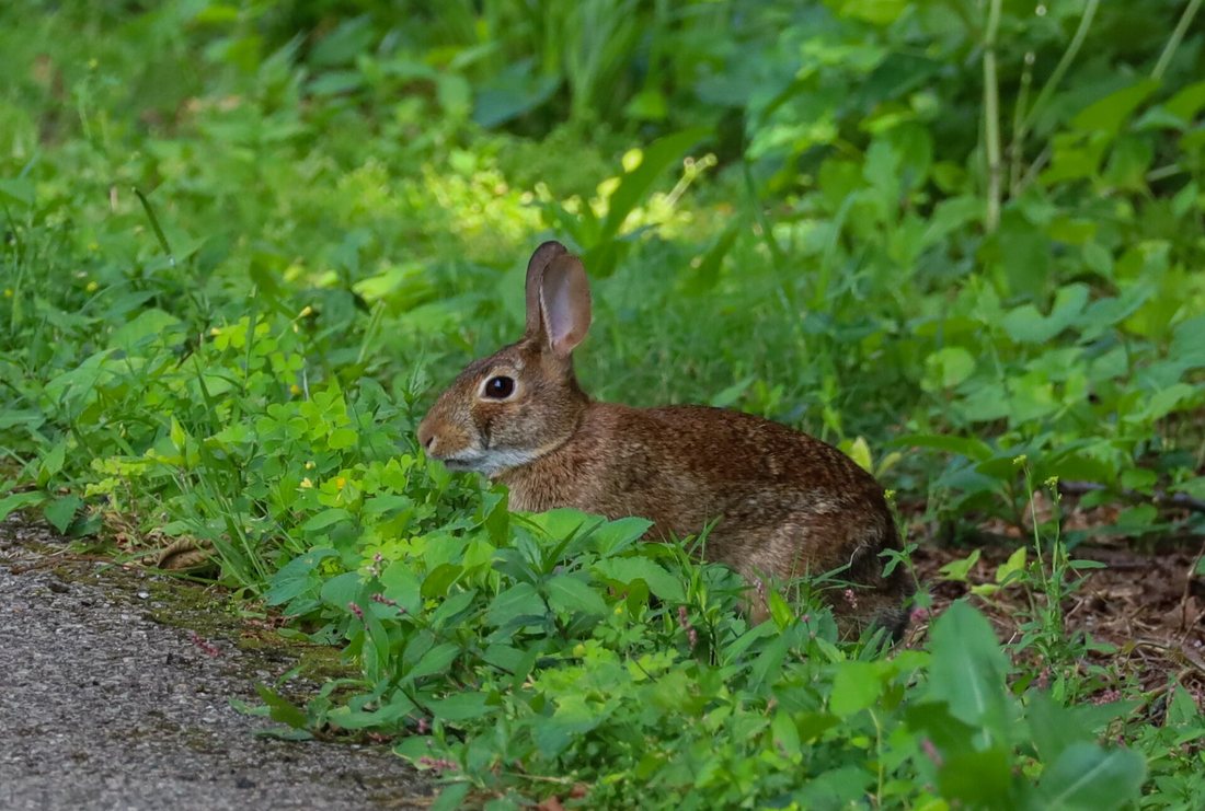 An eastern cottontail rabbit sitting at the edge of a path in green groundcover