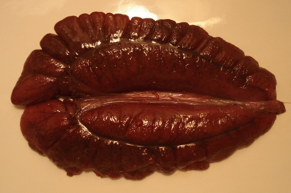 A raw set of shad roe: two paired lobes on a plain background