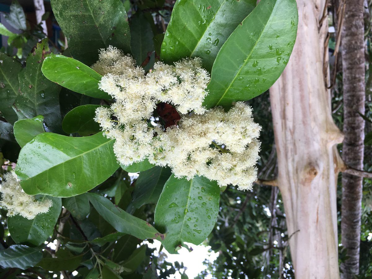 Allspice — Out of the container