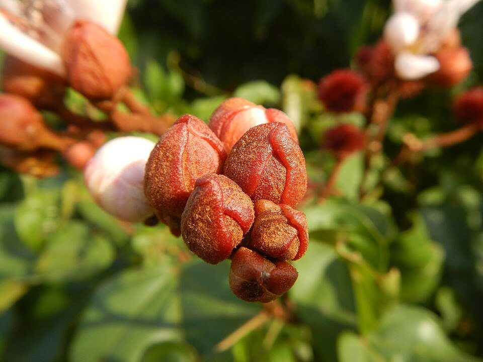 Annatto — The one you'd recognize