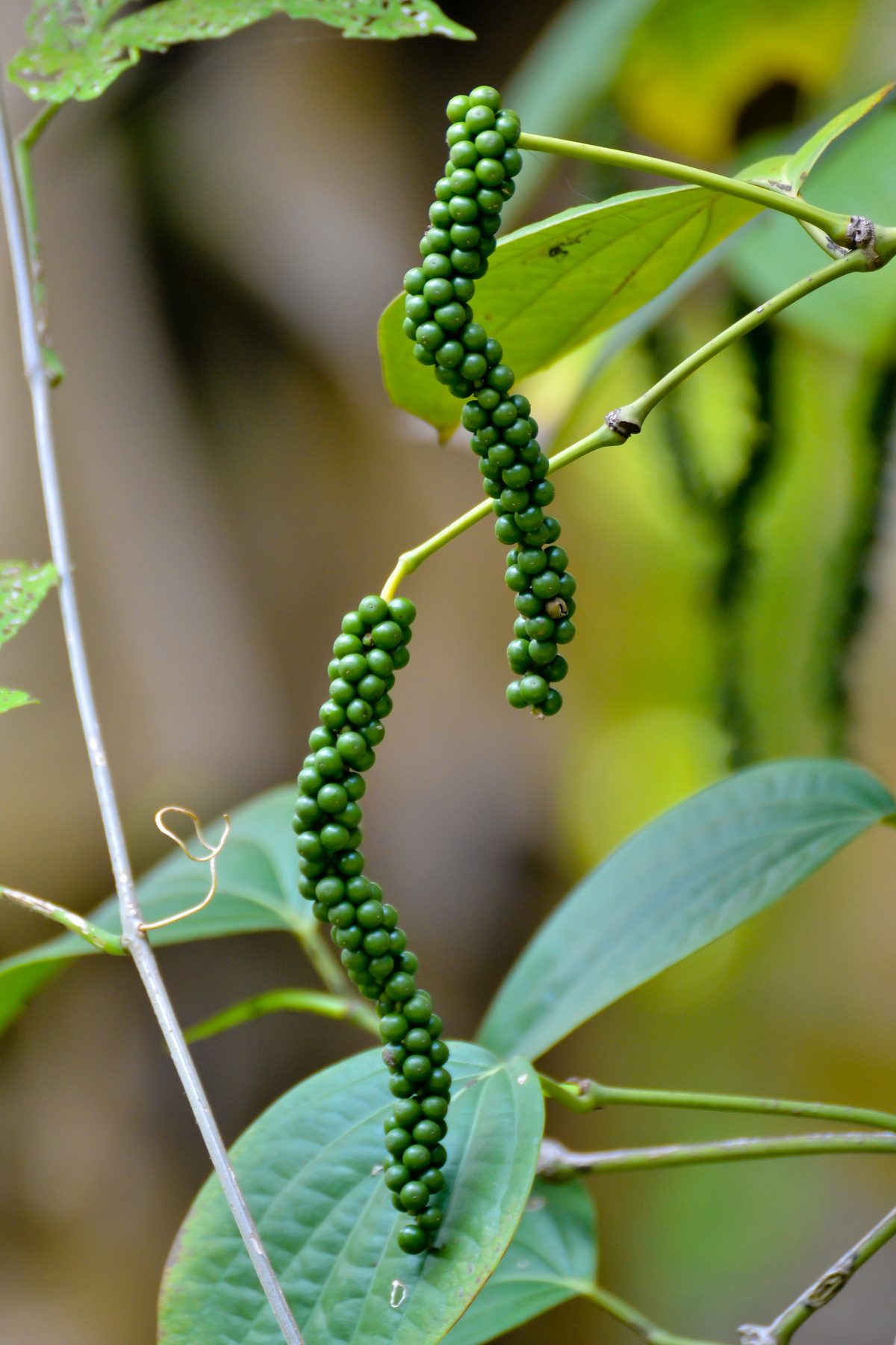 Black Pepper — The one you'd recognize