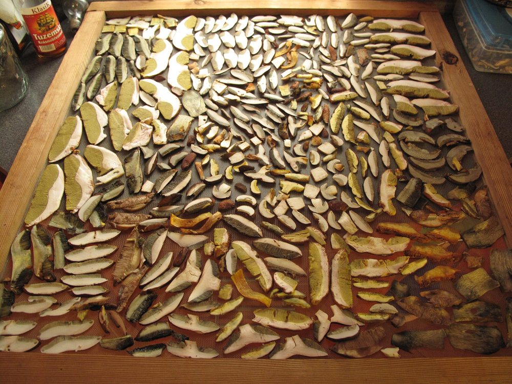 Drying Mushrooms