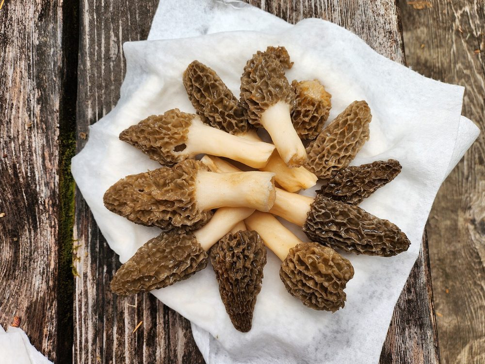 Fried Morels