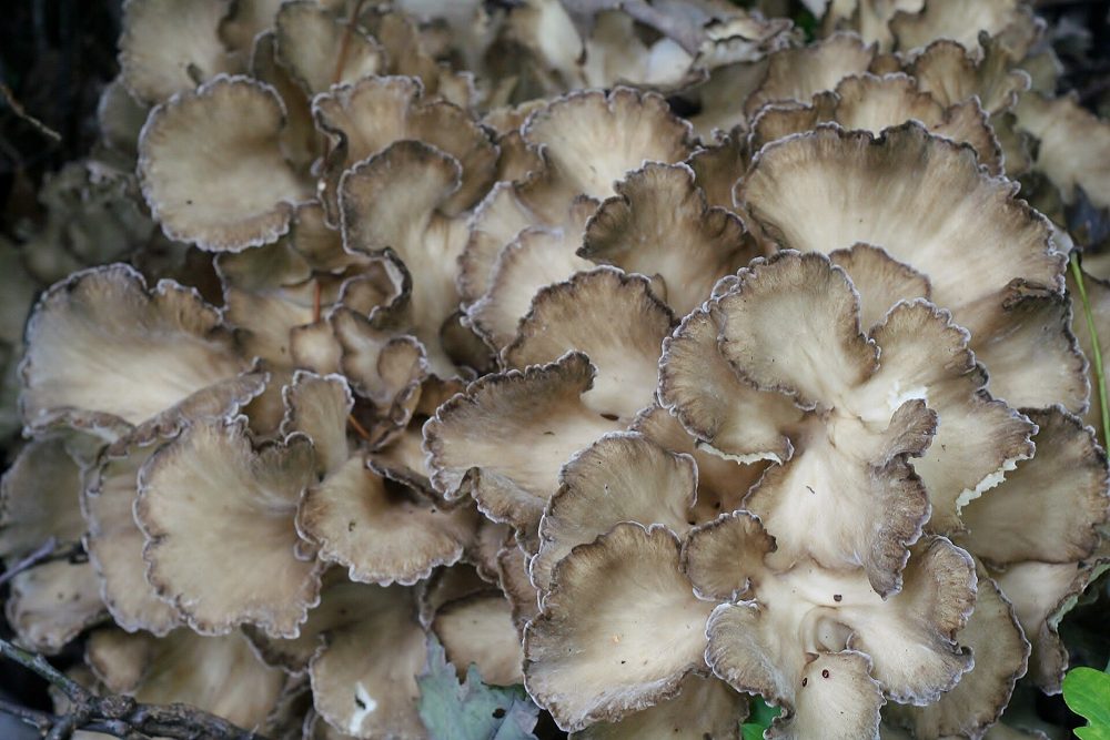Pressed Hen-of-the-Woods Steaks