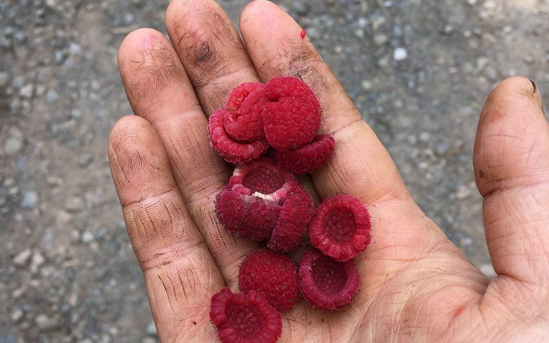 Thimbleberry Jam