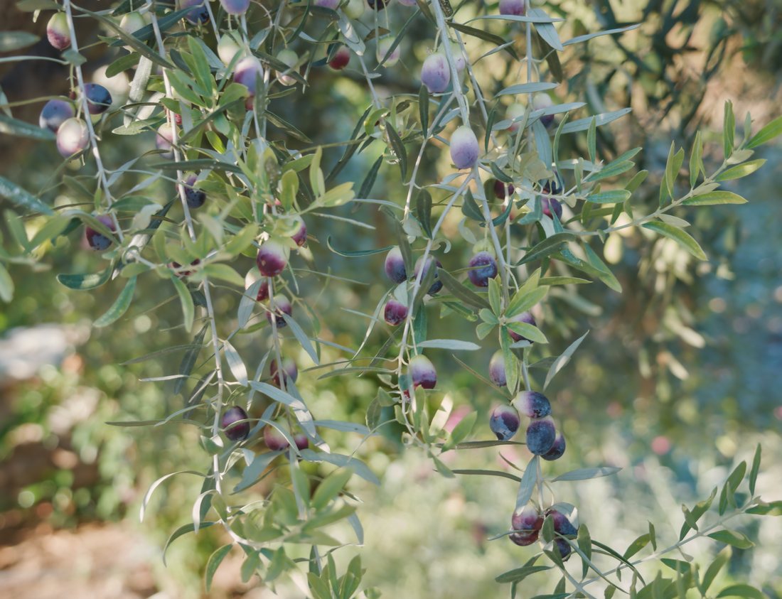 Olives on the branch at véraison, the same tree carrying hard green fruit and fruit already gone purple-black, among silver-grey leaves. Nothing has been done to any of it, and none of it is edible