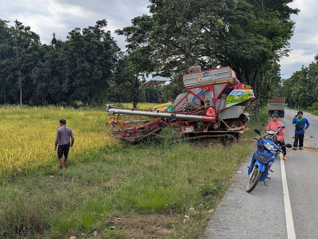 A large combine harvester cutting a golden, ready-to-harvest rice field, dust and chaff trailing behind