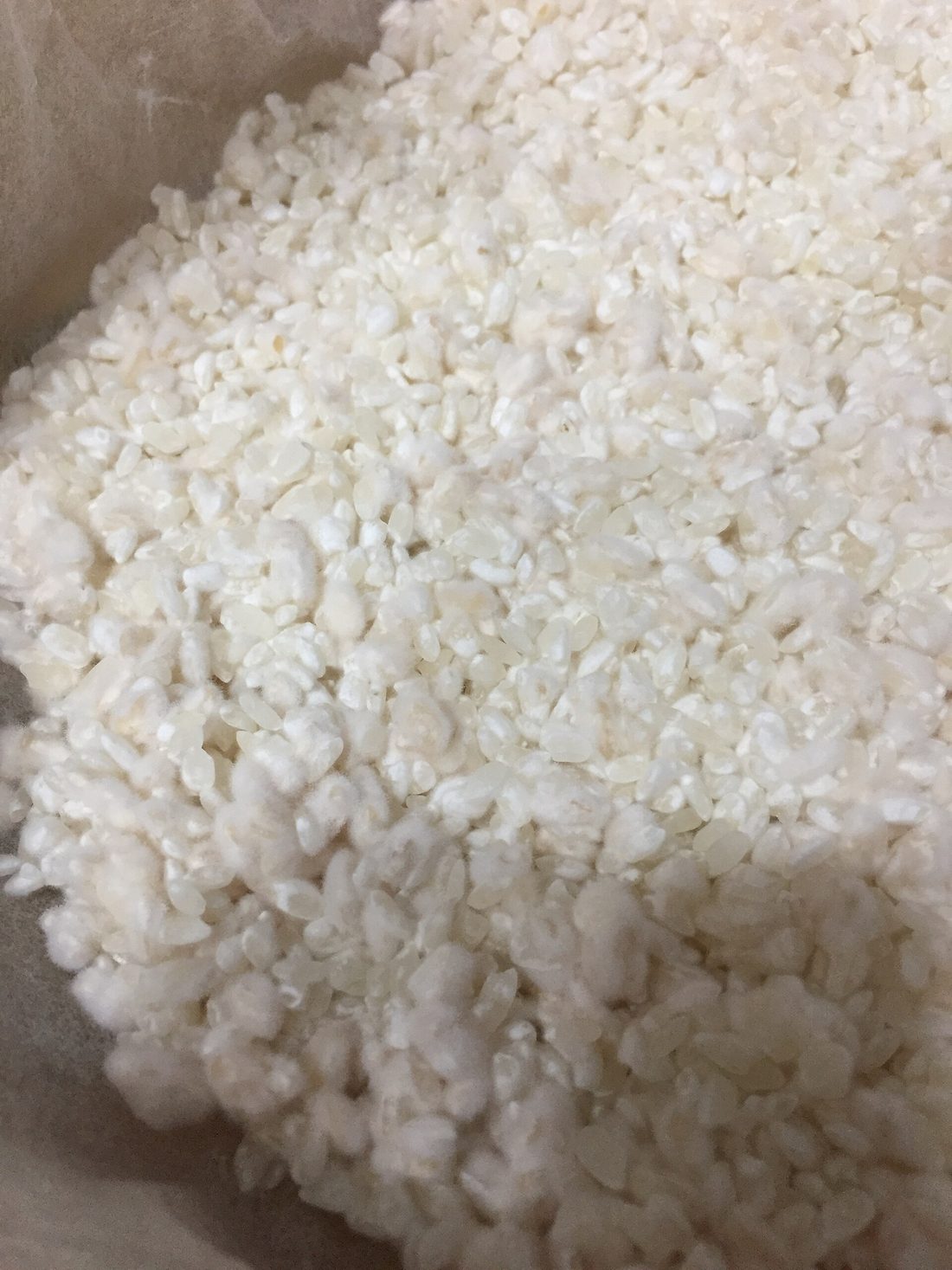 Steamed rice covered in the pale bloom of koji mold (Aspergillus oryzae), the first step of sake brewing where the mold's enzymes turn rice starch into sugar