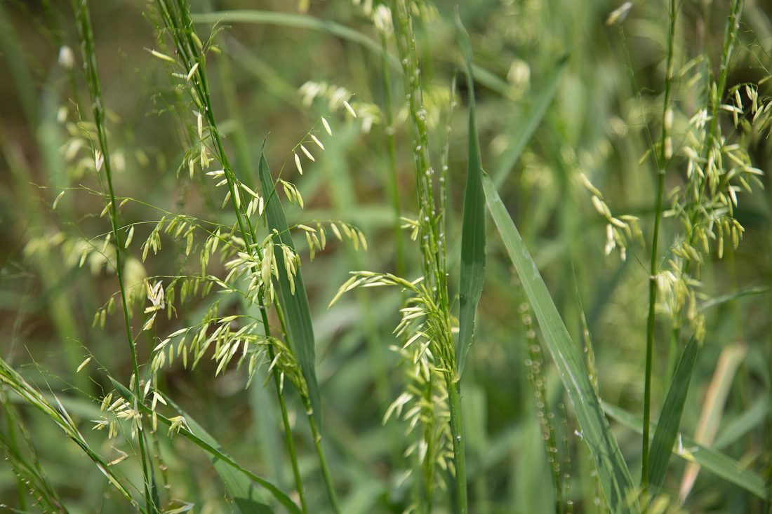 Underwater strands of endangered Texas wild rice waving in the clear, spring-fed San Marcos River
