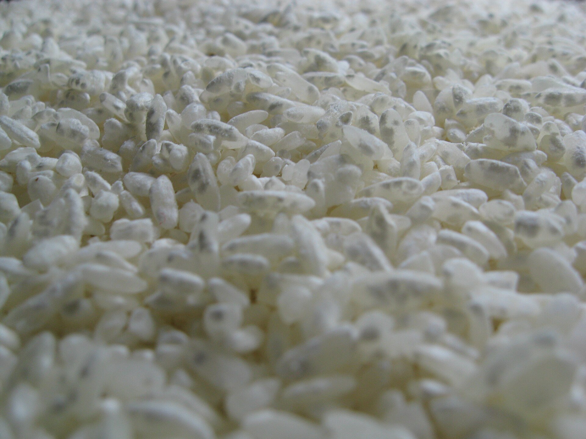 Close-up of koji — individual grains completely covered in white mycelium