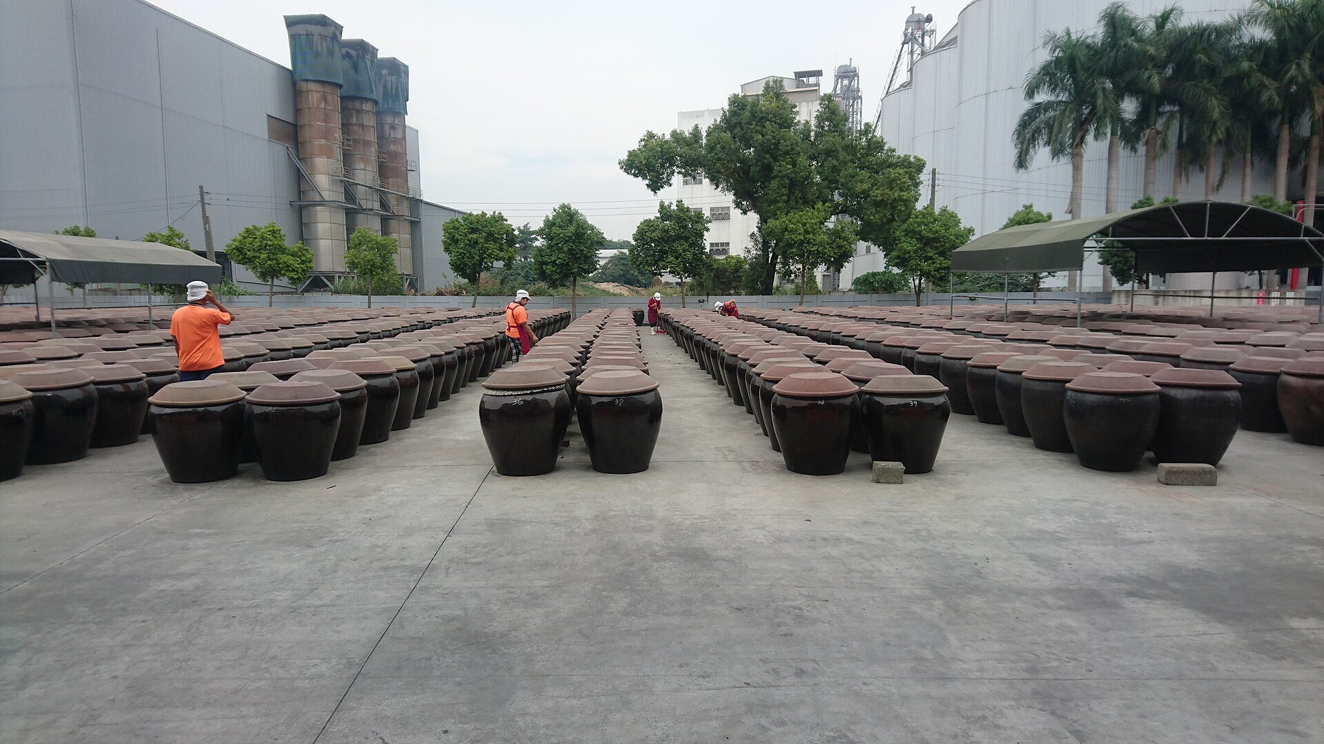 A vast open yard filled with hundreds of dark ceramic fermentation jars, workers walking between the rows