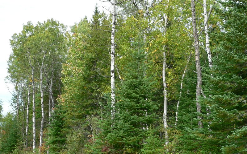 Birch