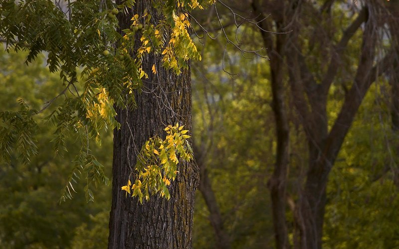 Black Walnut