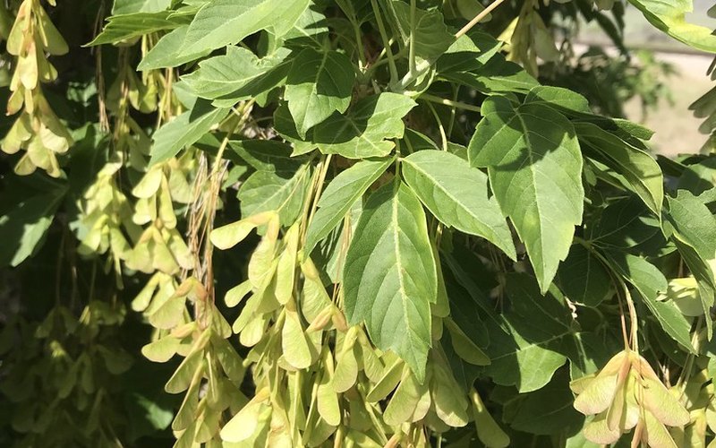 Boxelder