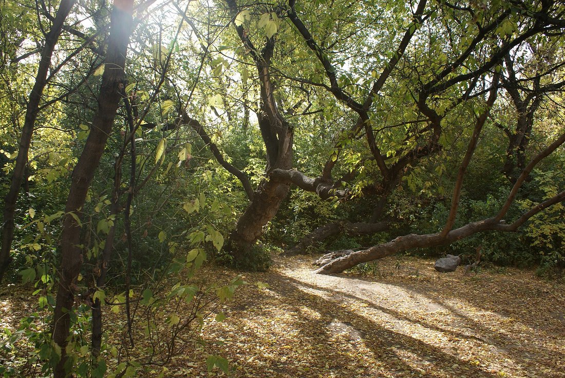 A stand of boxelder — scrubby, leaning, multi-trunked trees with one limb resting on the ground, growing in scrubby ground the way boxelder does everywhere nobody planted it