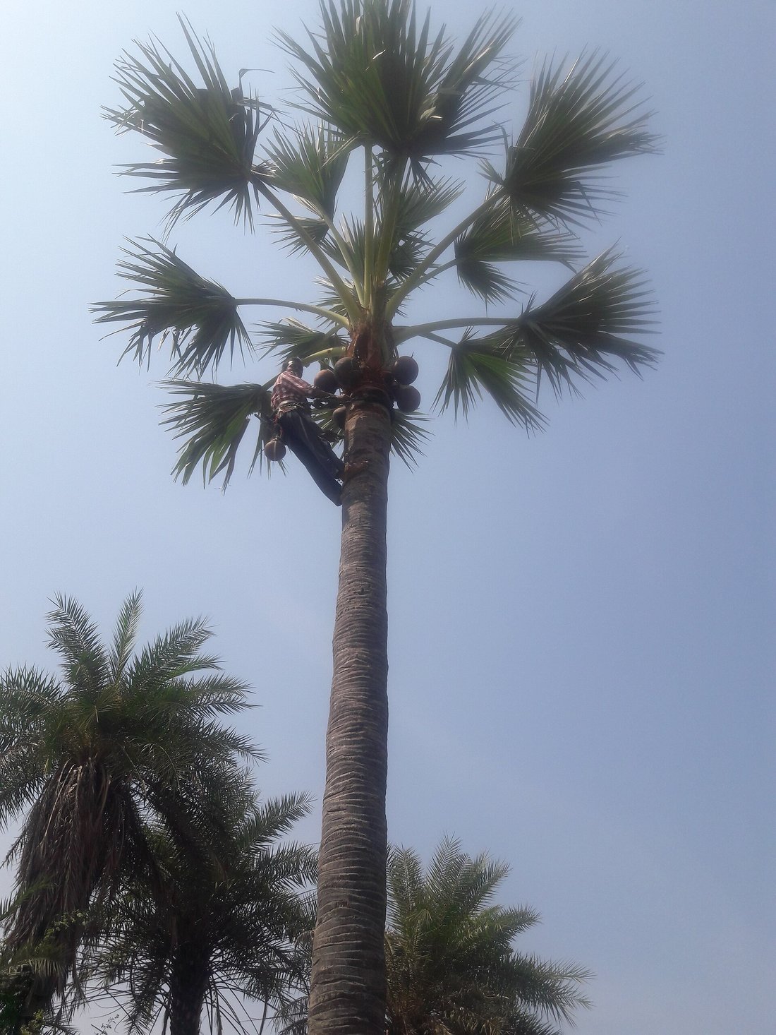A palm tapper high up a palmyra trunk, working at the crown with collection pots slung beside him — the climb every tapper makes twice a day, on every tree