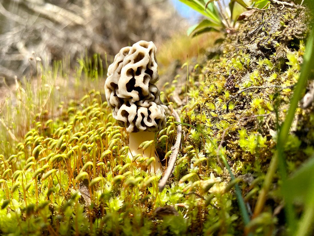 Wild morel mushrooms with their distinctive honeycombed caps on the forest floor