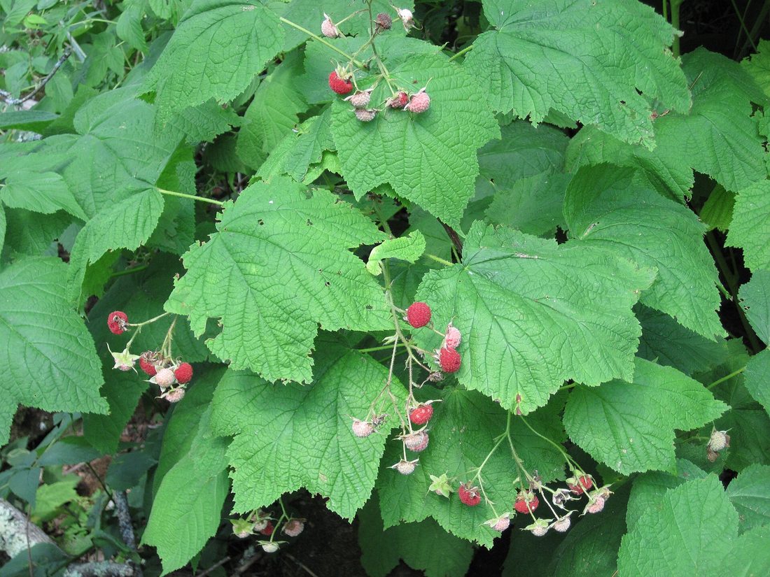 Ripe red thimbleberries on the plant with broad maple-shaped leaves along a Keweenaw roadside
