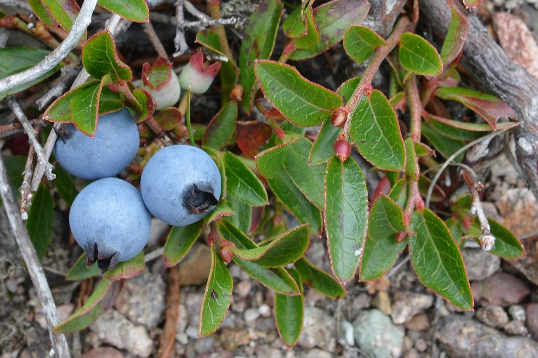 Small wild lowbush blueberries growing low to the ground in a sunny Upper Peninsula clearing